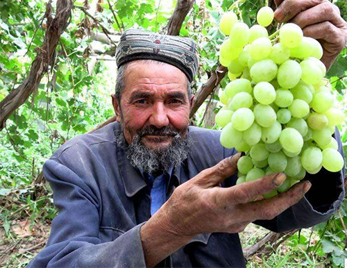 新疆的热合曼一家：亿天丰水溶肥螯合液肥让我的葡萄茁壮成长，亚克西！