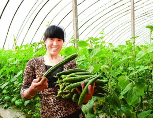河北李大嫂:谢谢亿天丰水溶肥让我的蔬菜大棚大丰收