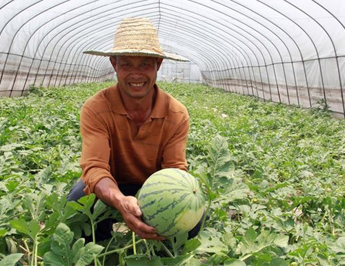 辽宁王大哥：用了亿天丰水溶肥，我的西瓜产量增大甜度也更高了！
